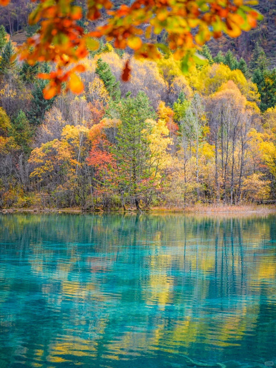 10.14📍九寨沟现状崩溃！能劝一个是一个