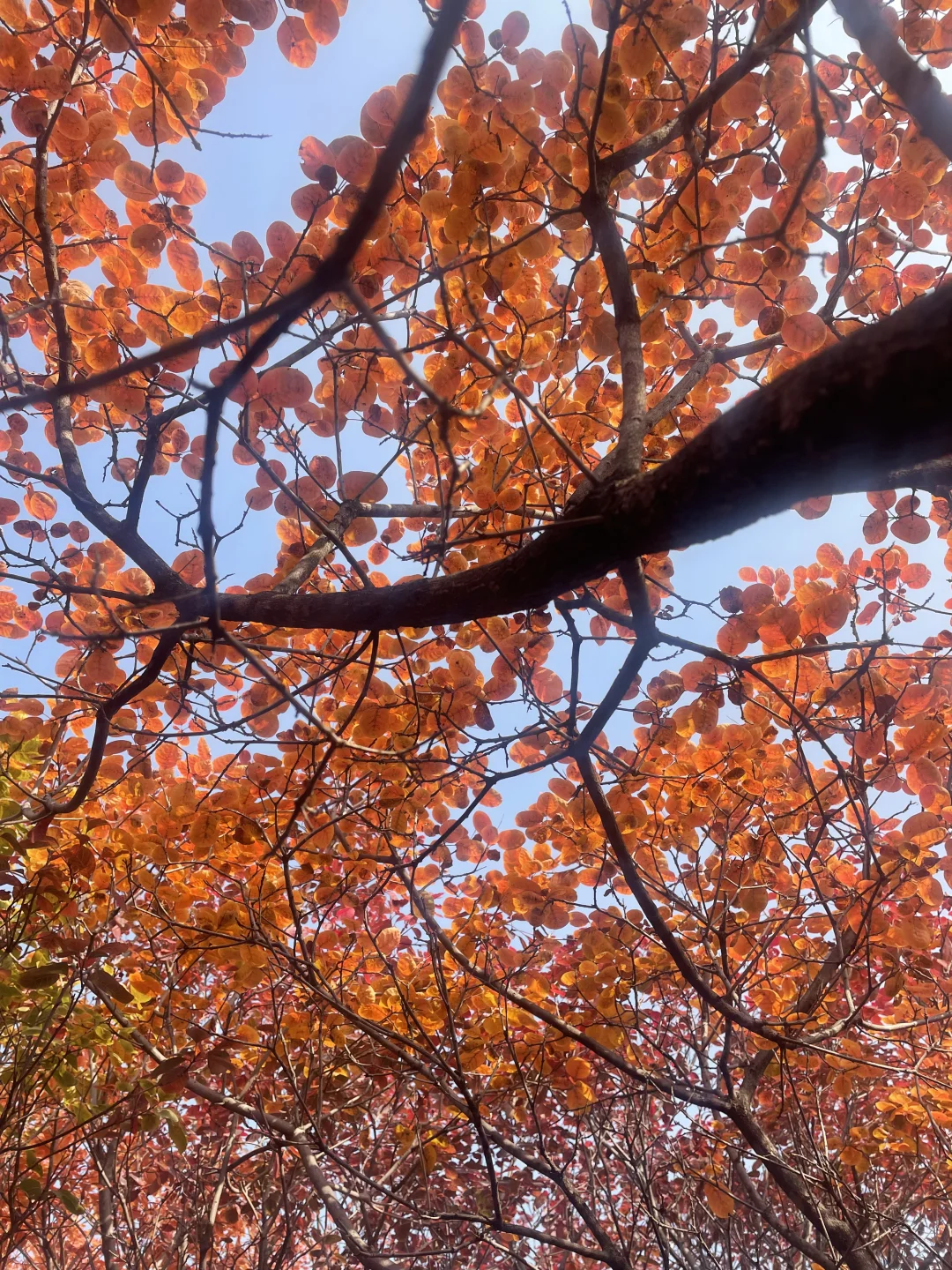 2025 家门口的红叶🍁天津周边赏秋🍂