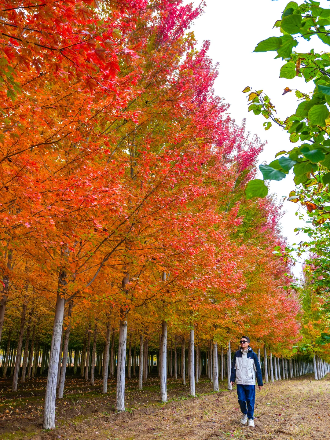 10.12实况，京郊2h🚗秋天必须去的宝藏秘境🍁