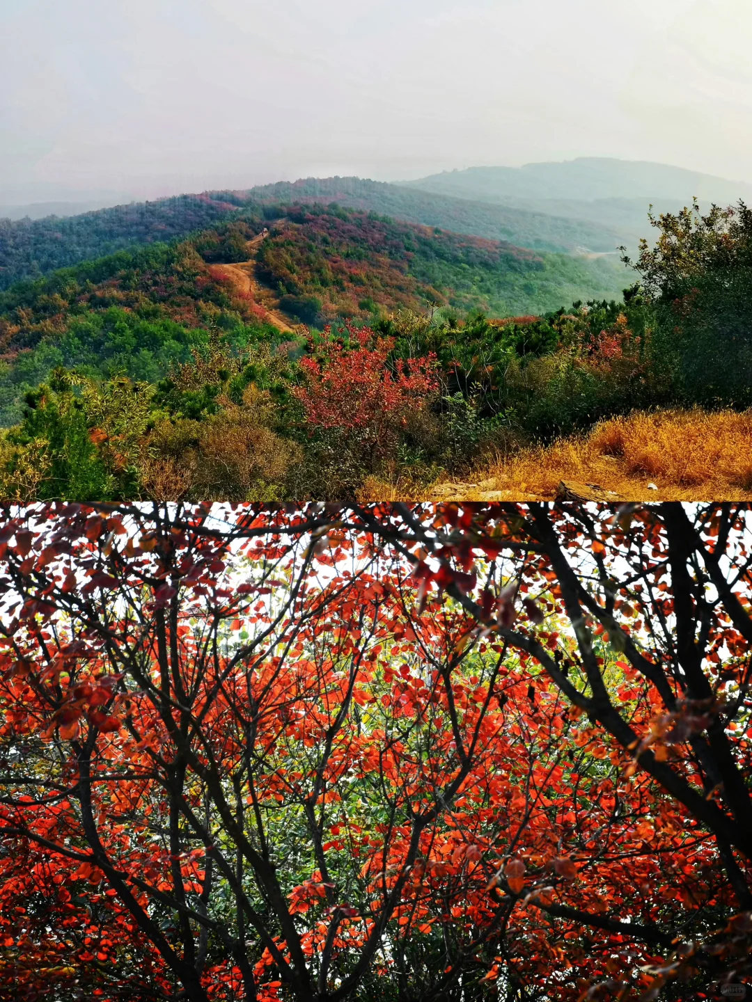 2025 家门口的红叶🍁天津周边赏秋🍂