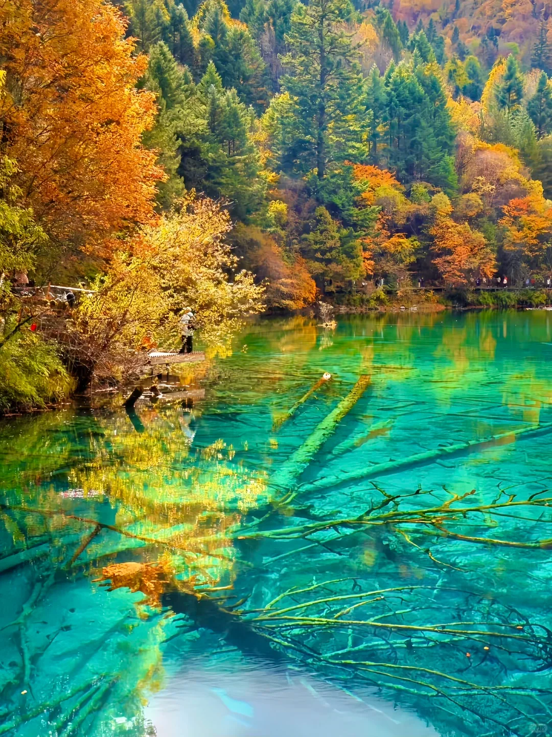 10.14📍九寨沟现状崩溃！能劝一个是一个
