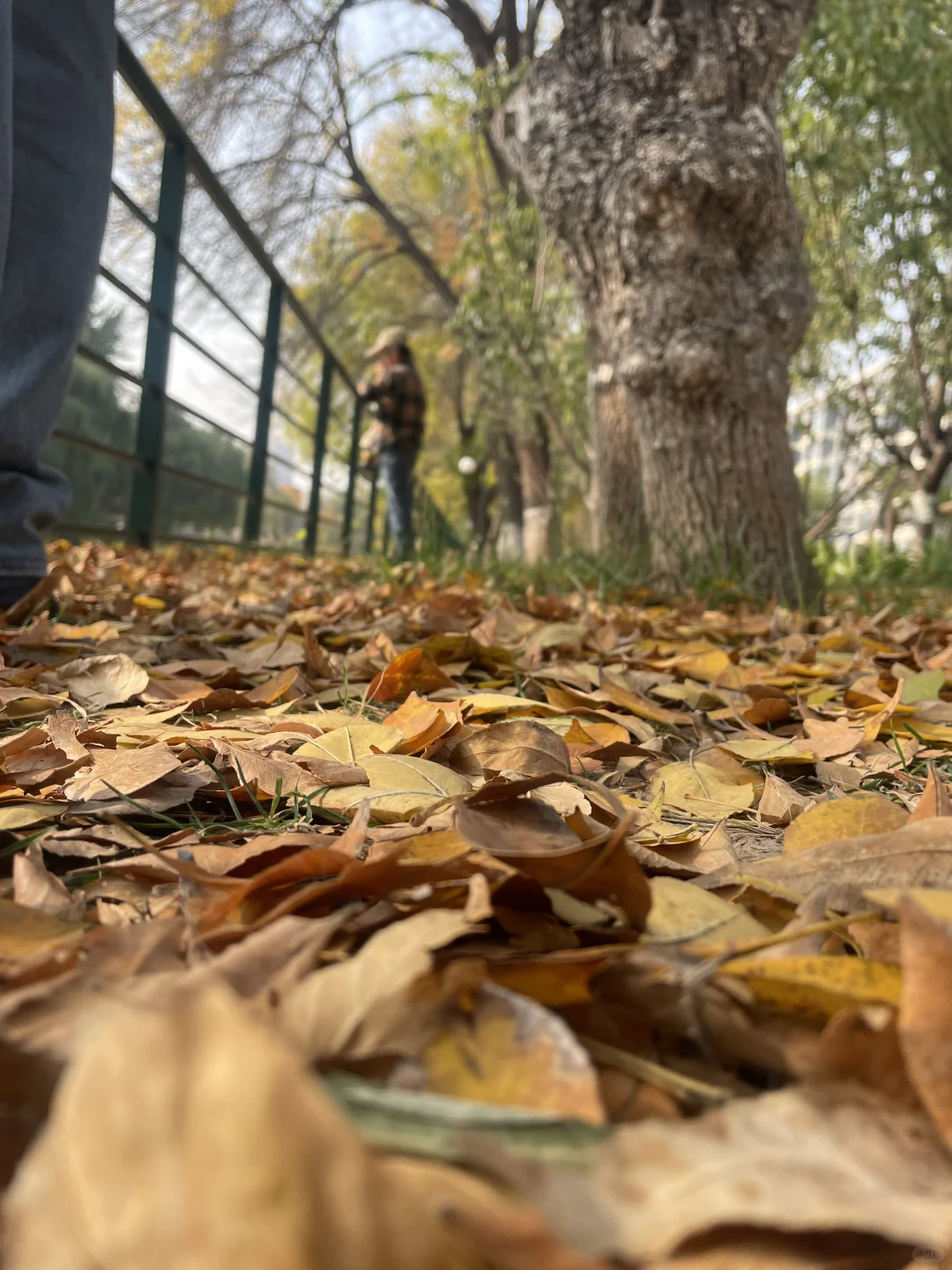 2025 家门口的红叶🍁天津周边赏秋🍂