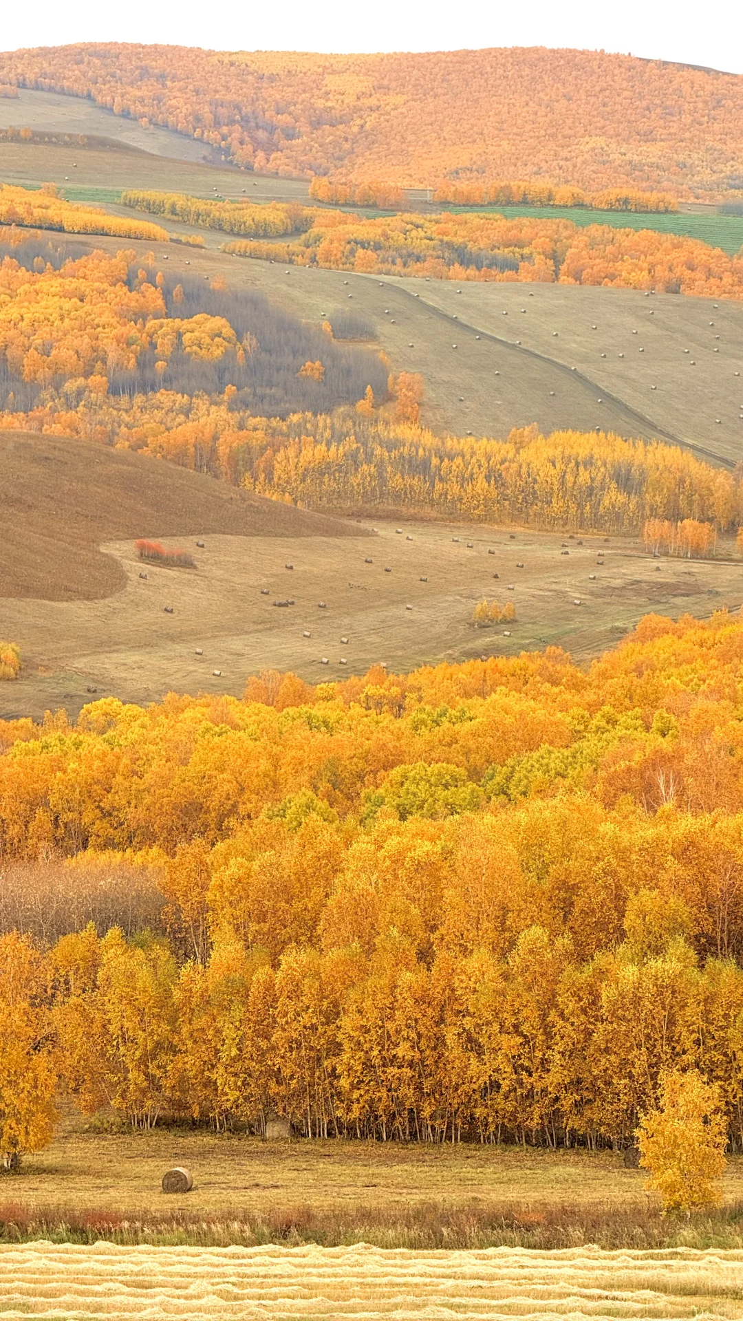 用18张live 打开大兴安岭的秋