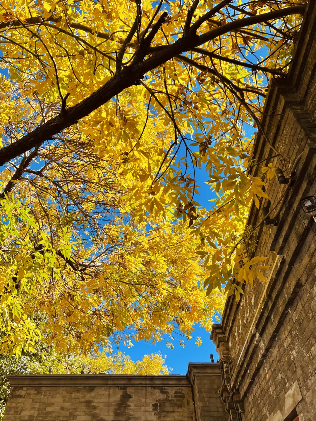 北京赏秋🍂暴走2w步总结的胡同Citywalk路线