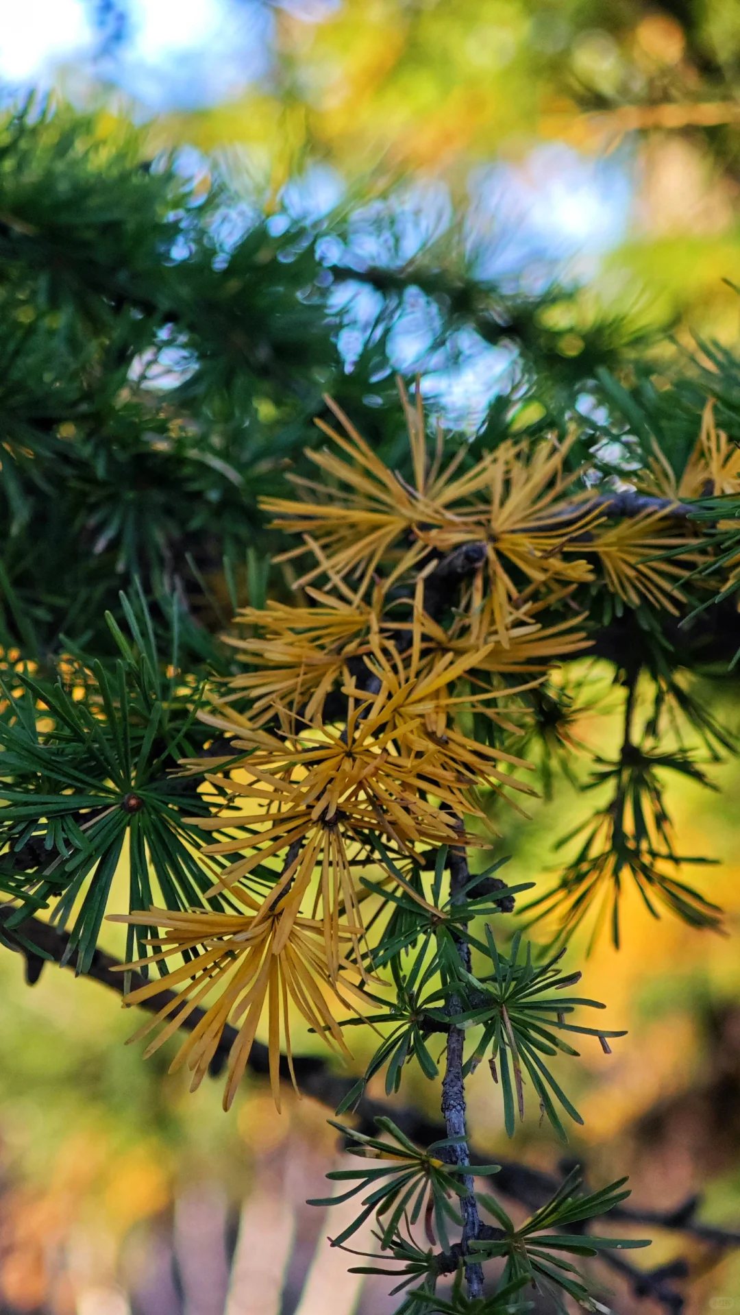 包头以及周边徒步赏秋推荐