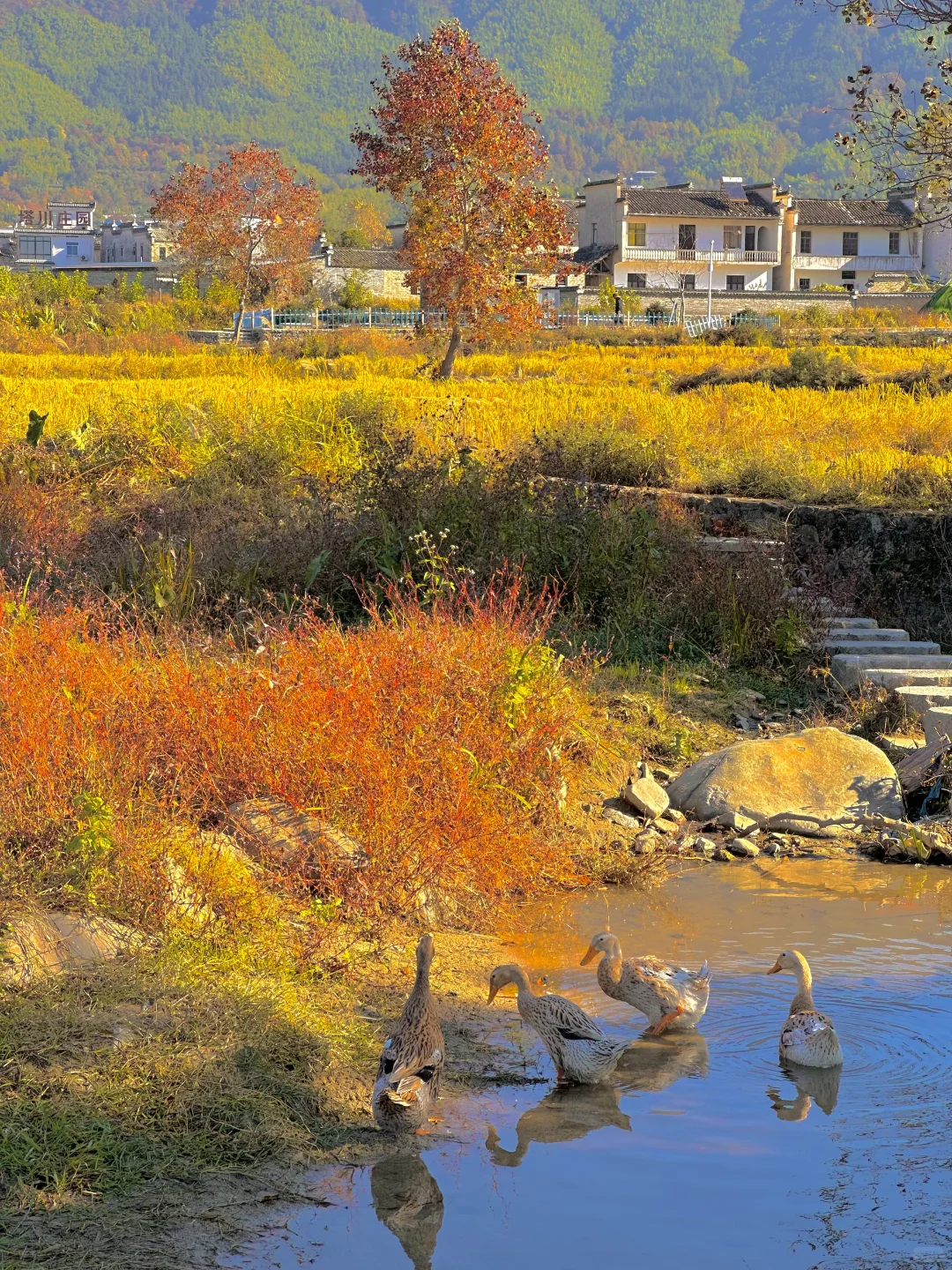 为这“柿柿如意”，特意去了趟皖南🍅