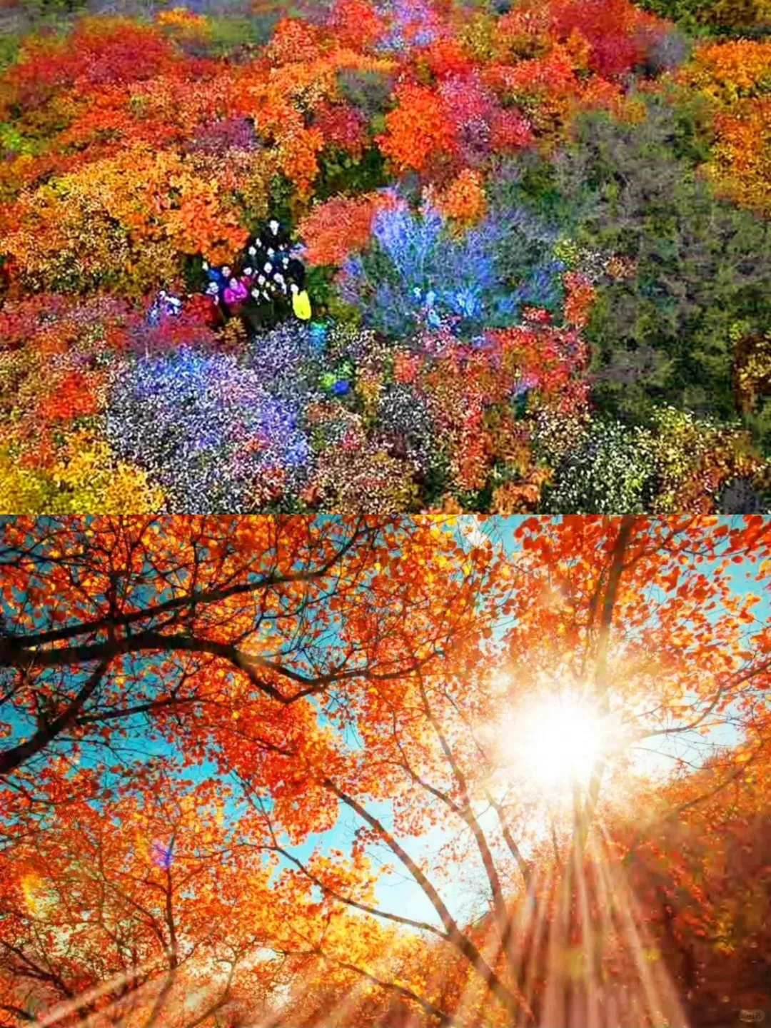 2025 家门口的红叶🍁天津周边赏秋🍂