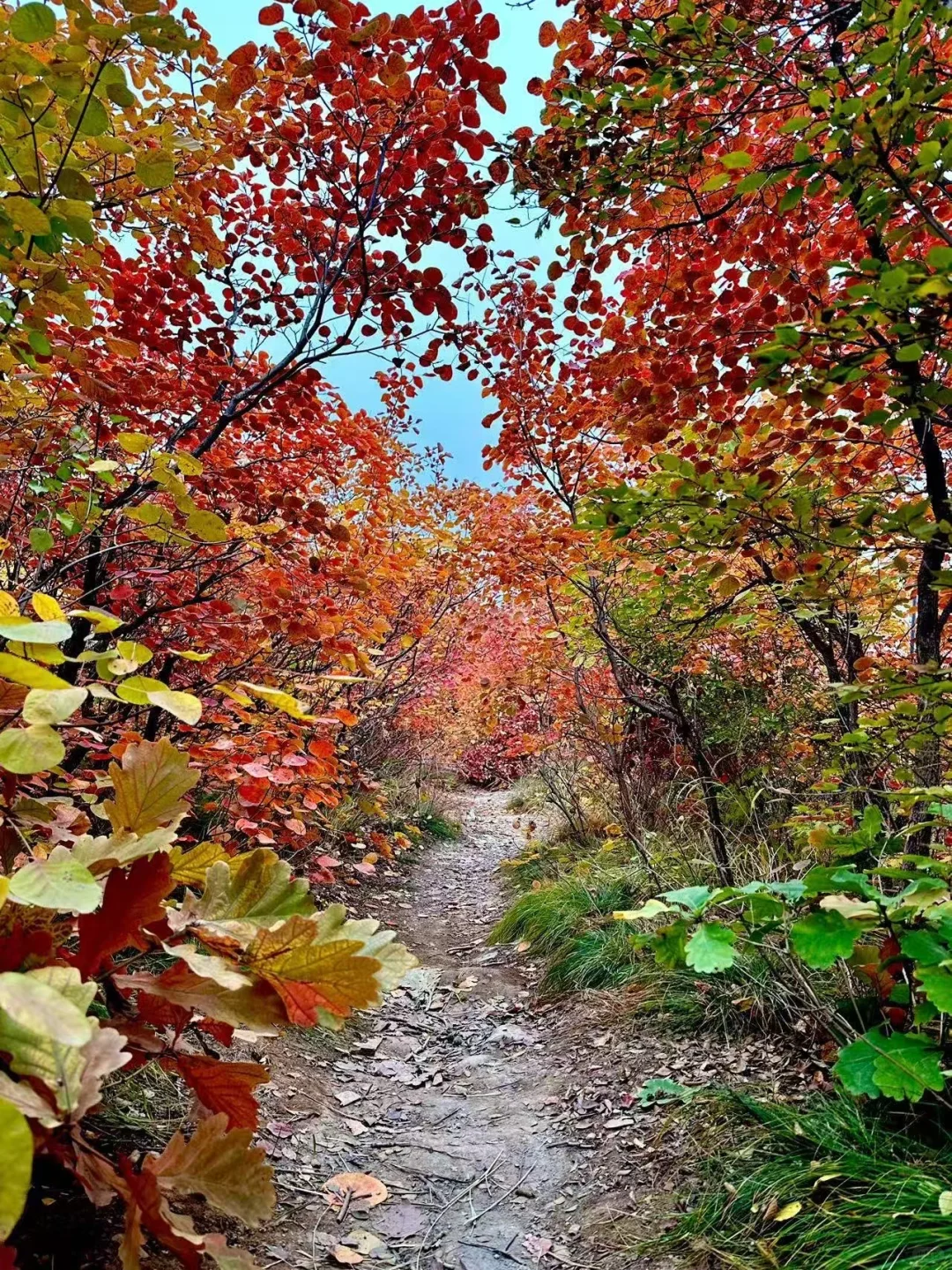 2025 家门口的红叶🍁天津周边赏秋🍂