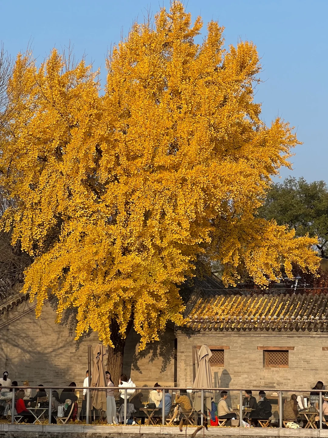 北京赏秋🍂暴走2w步总结的胡同Citywalk路线