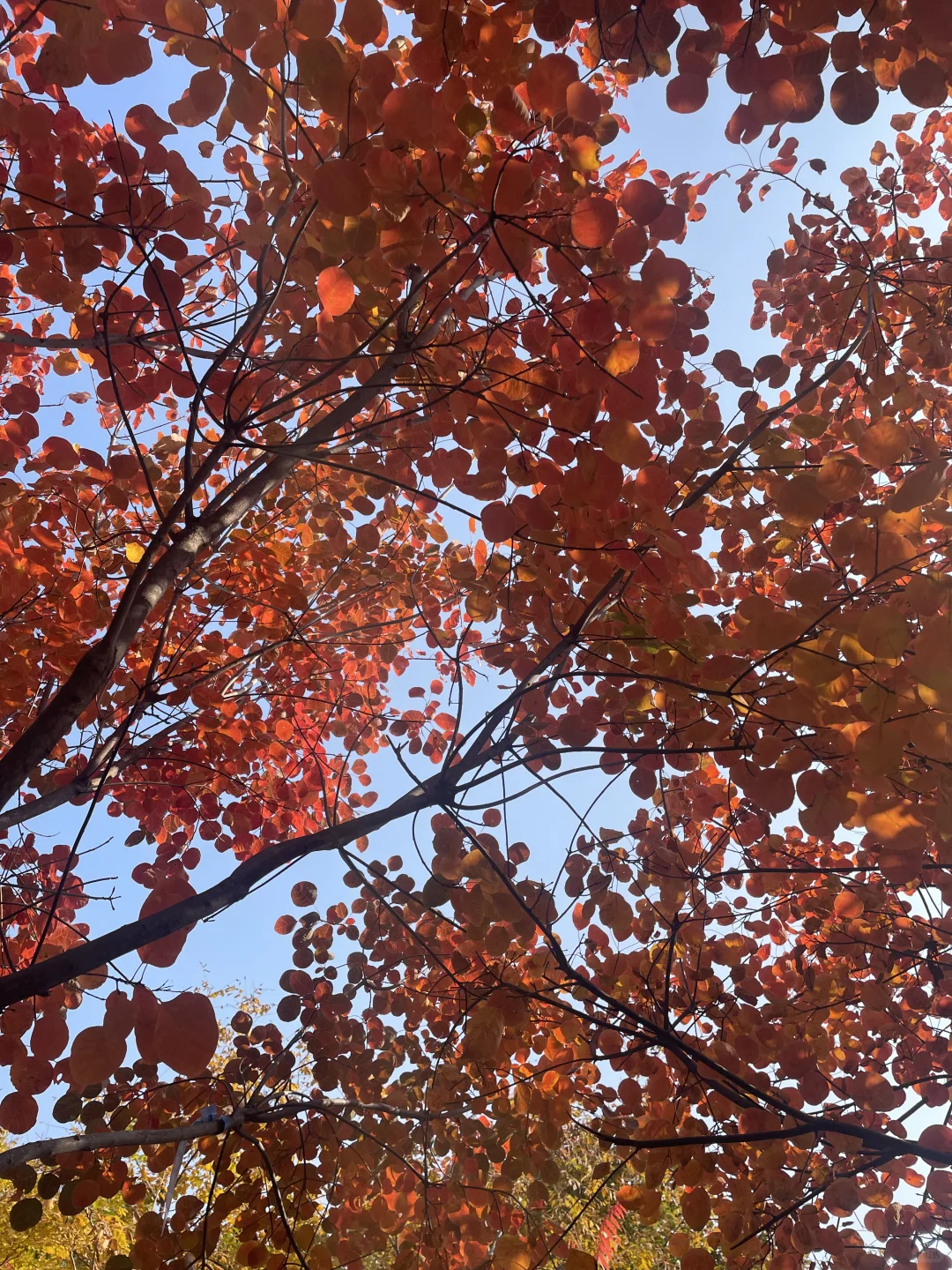 2025 家门口的红叶🍁天津周边赏秋🍂