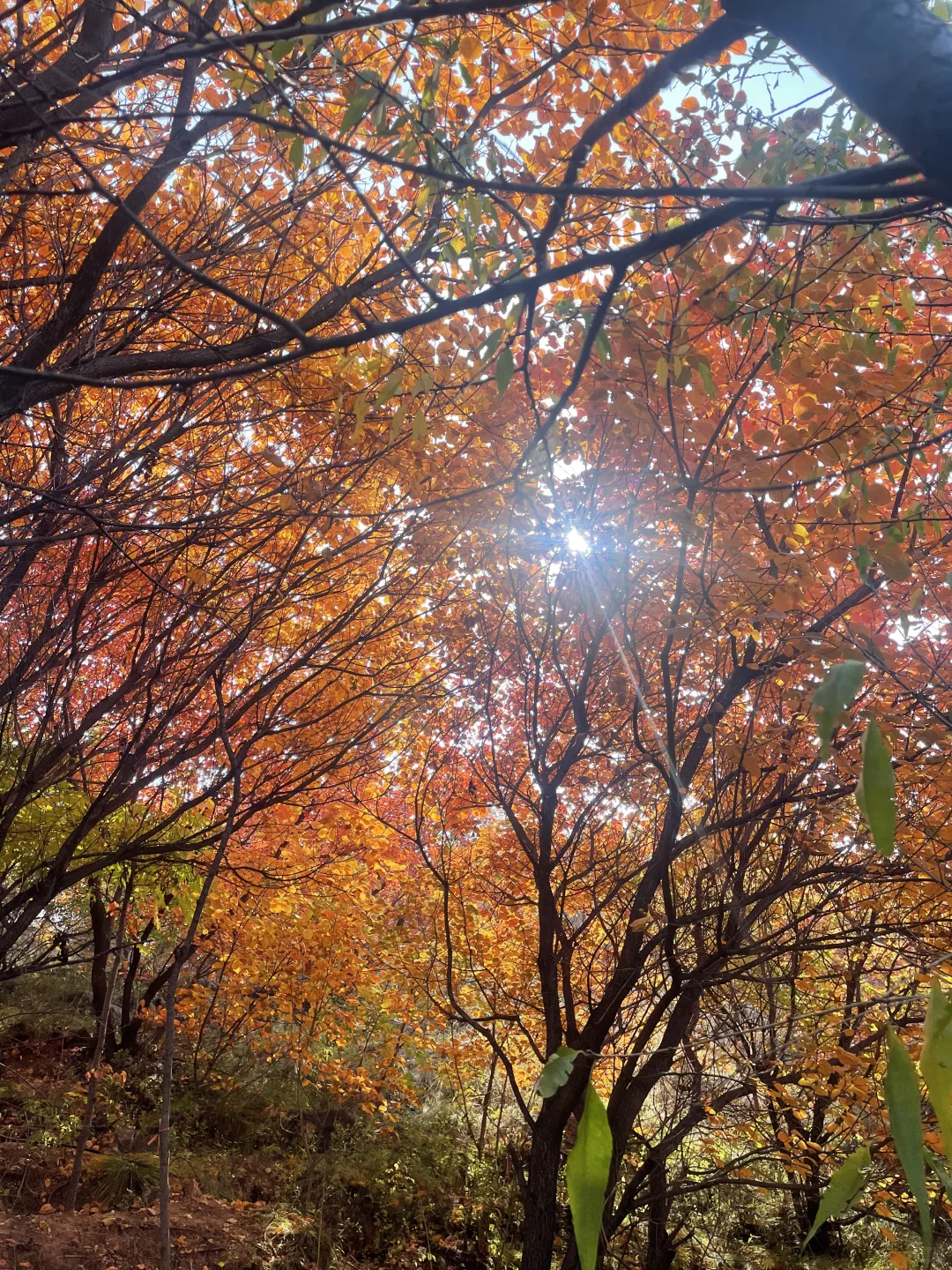 2025 家门口的红叶🍁天津周边赏秋🍂