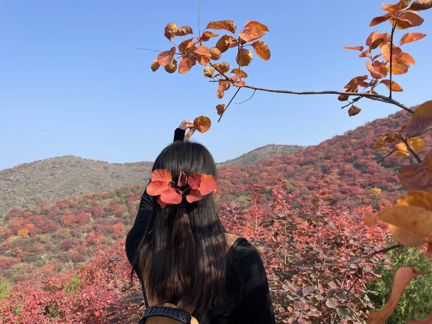 2025 家门口的红叶🍁天津周边赏秋🍂