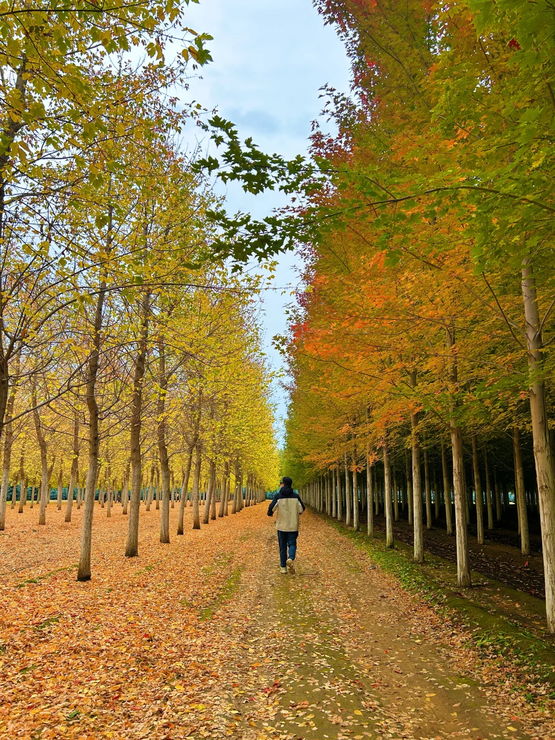 10.12实况，京郊2h🚗秋天必须去的宝藏秘境🍁