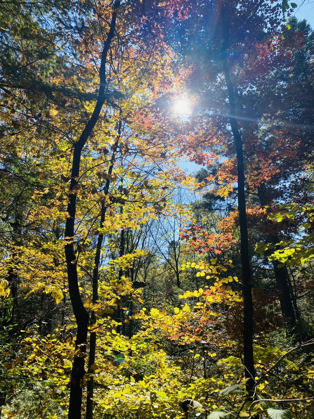 伊春追秋🍂 溪水国家森林公园 金山鹿苑🦌