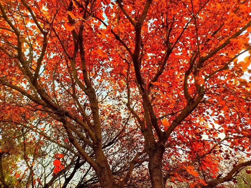 2025 家门口的红叶🍁天津周边赏秋🍂