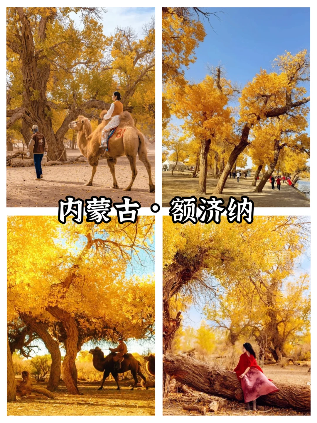 全国10-12月赏秋保姆级攻略|收藏这篇就够了