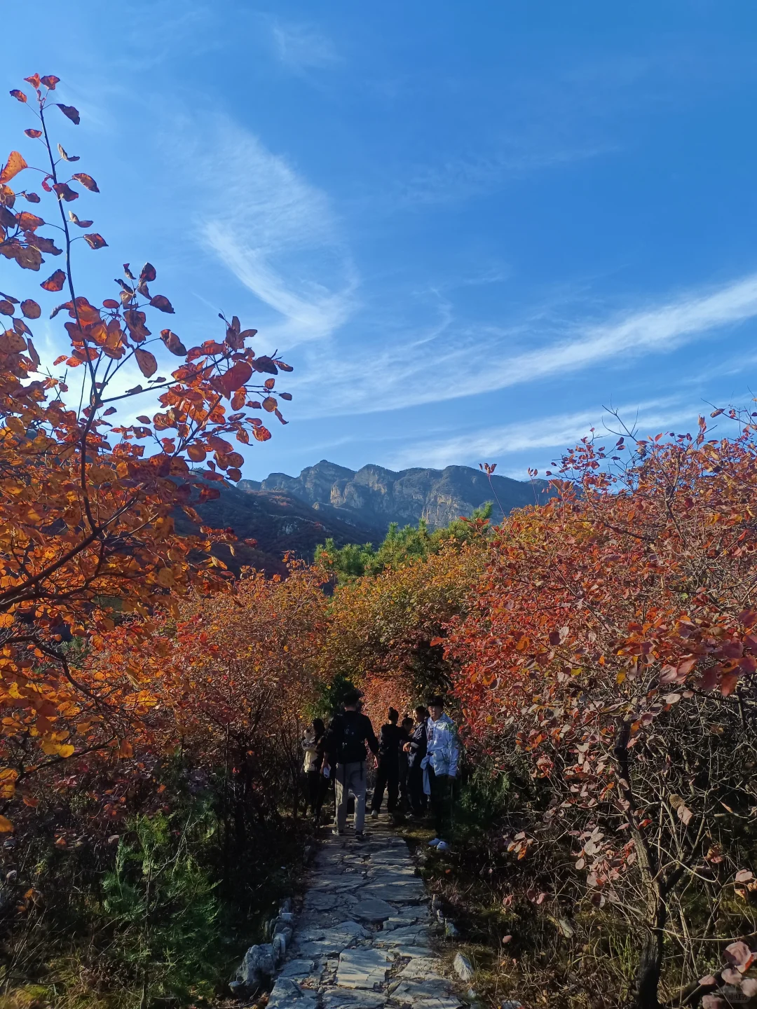 2025 家门口的红叶🍁天津周边赏秋🍂