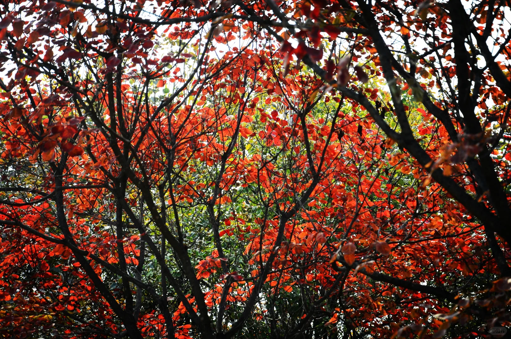 2025 家门口的红叶🍁天津周边赏秋🍂