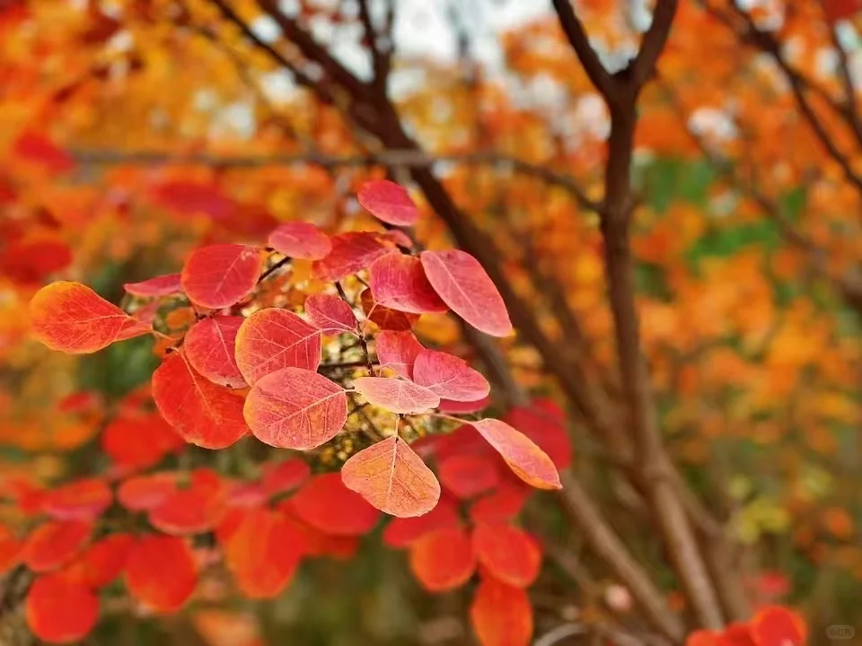 2025 家门口的红叶🍁天津周边赏秋🍂