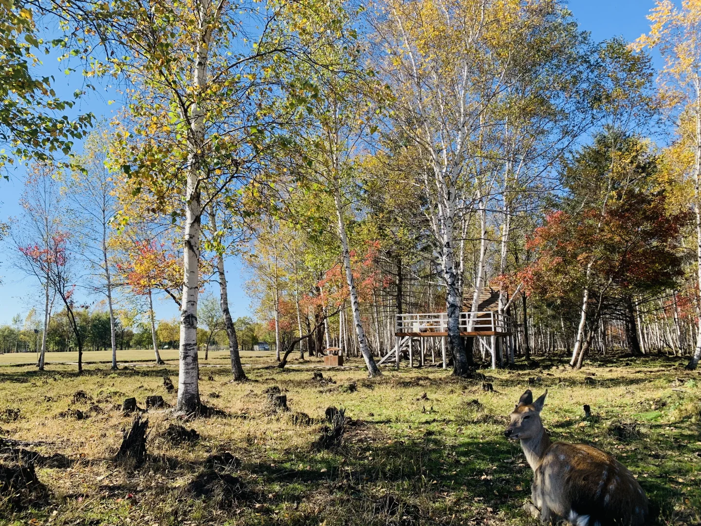 伊春追秋🍂 溪水国家森林公园 金山鹿苑🦌