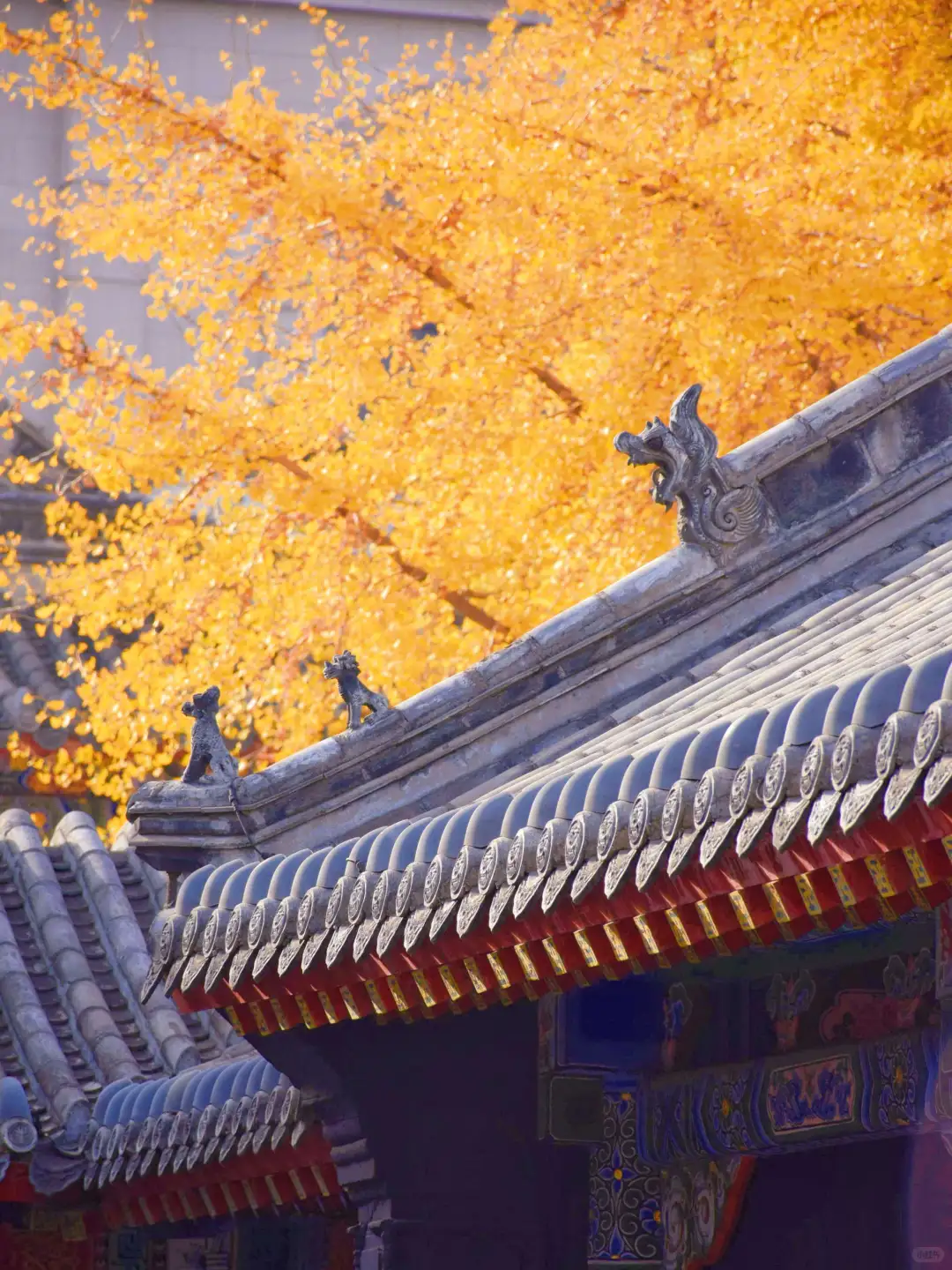 迄今为止，我最喜欢的秋季旅游城市出现了…