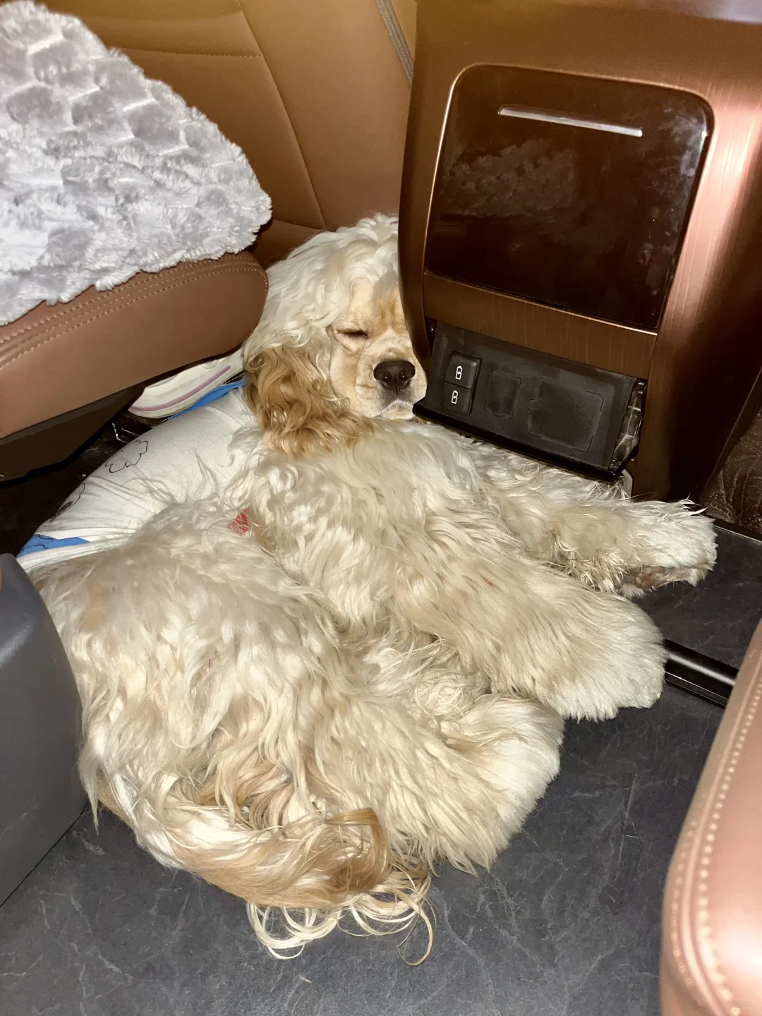 邯郸自驾👉济南|两天一晚遛娃遛狗vlog