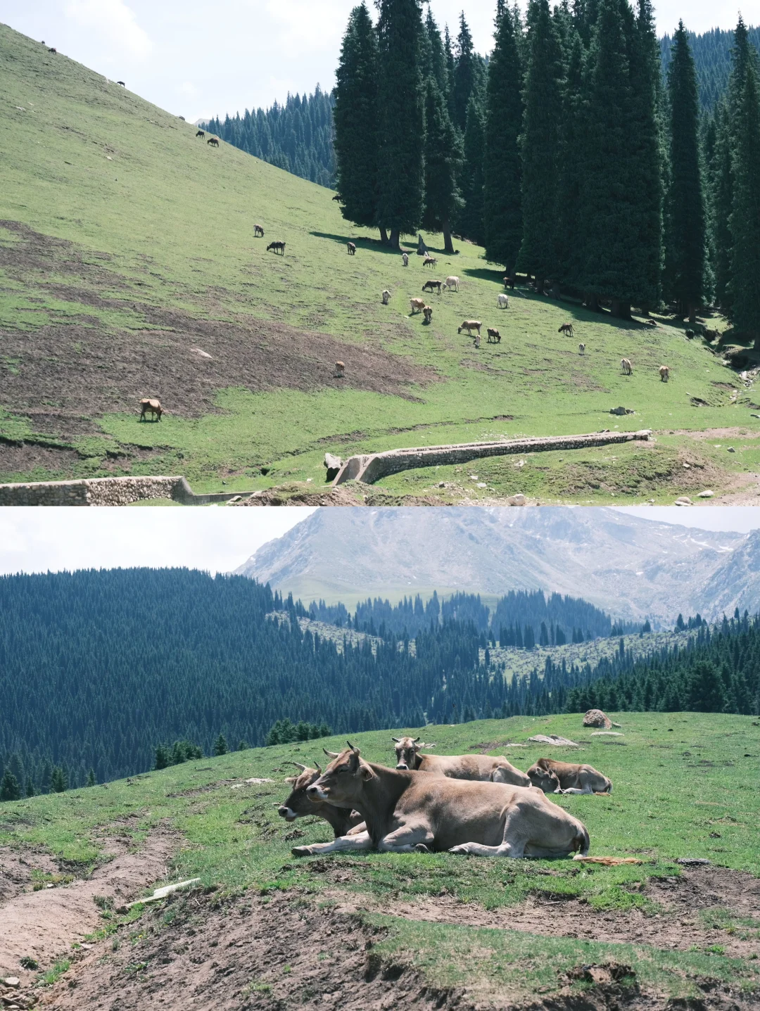 对于内蒙古 新疆 云南 西藏 的区别