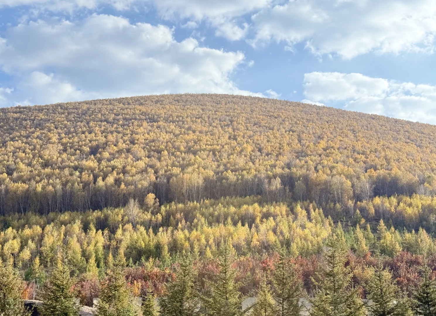 25.10.2崇礼秋景实时播报🍂真的可以冲了