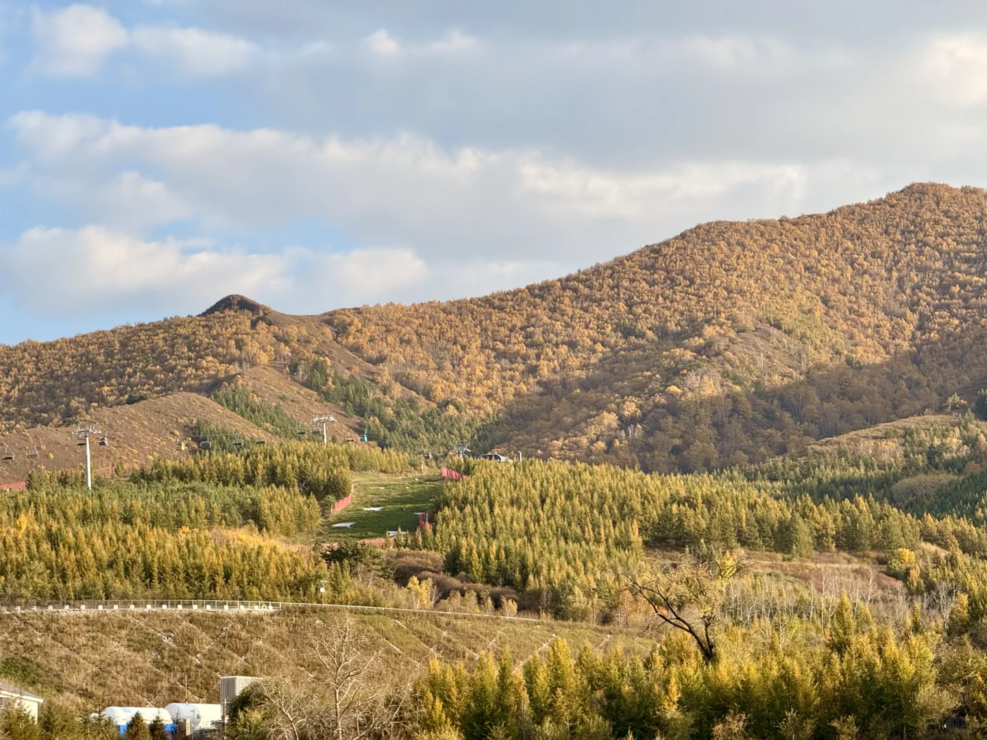25.10.2崇礼秋景实时播报🍂真的可以冲了