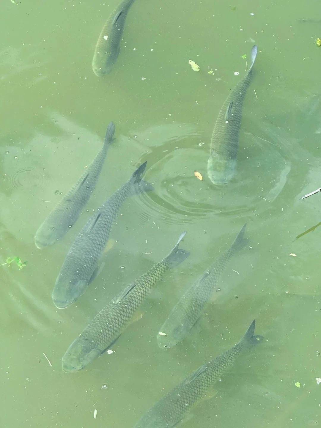 《国家地理》没骗我!!在湖南花的最值的20块钱