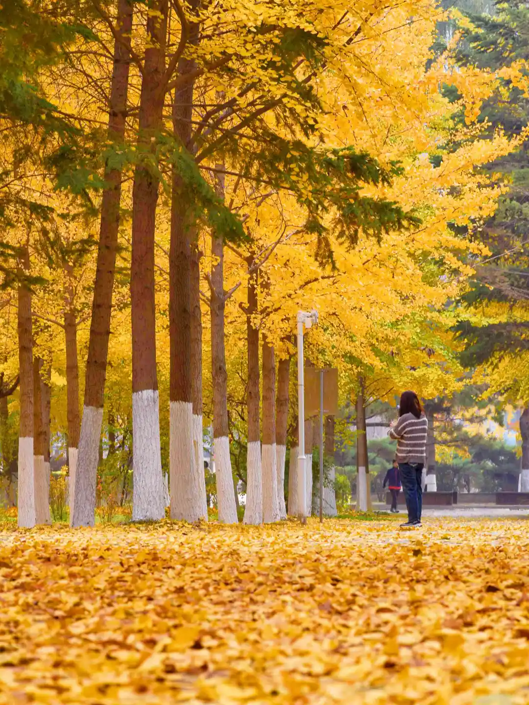 迄今为止，我最喜欢的秋季旅游城市出现了…