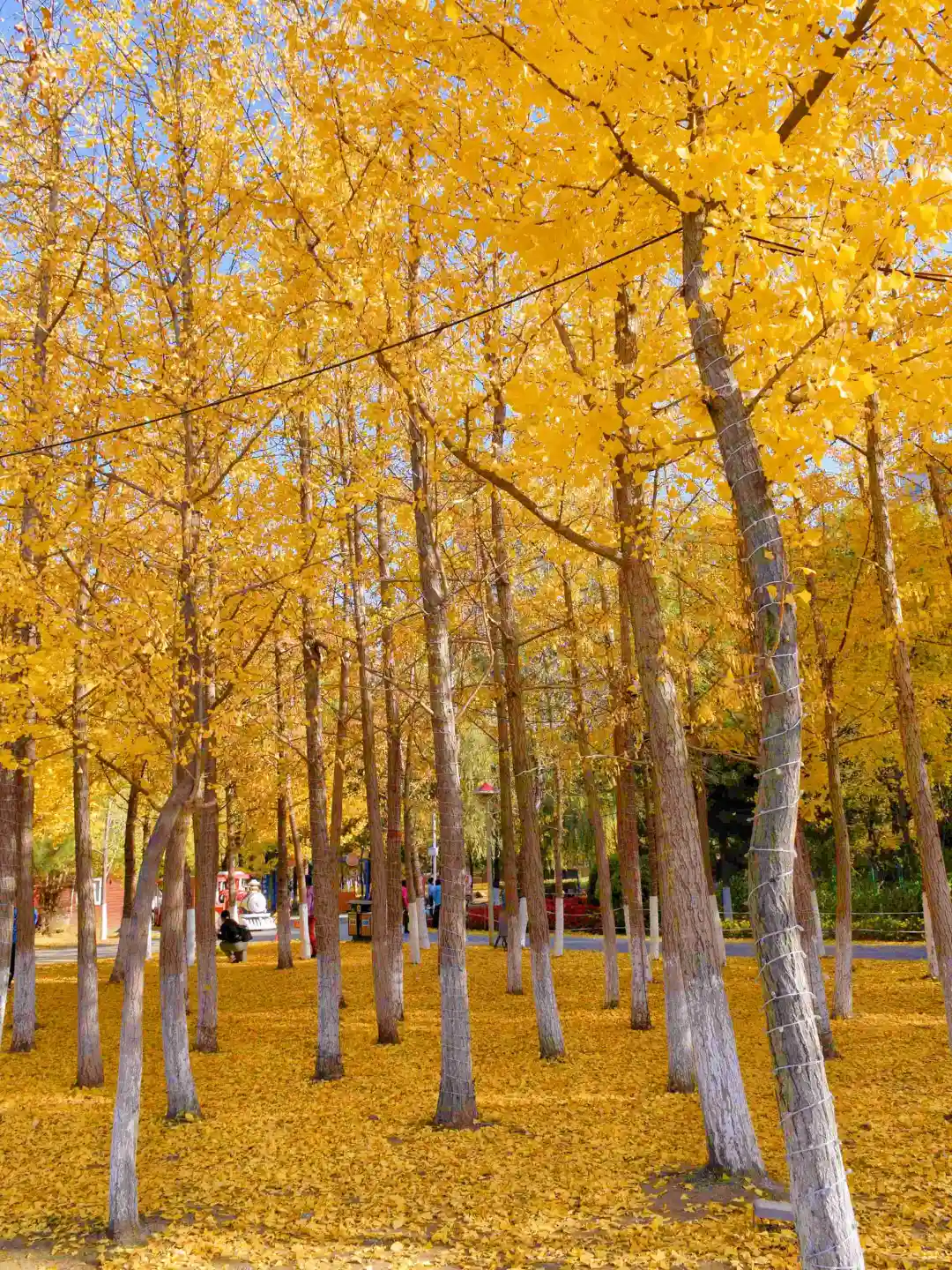迄今为止，我最喜欢的秋季旅游城市出现了…