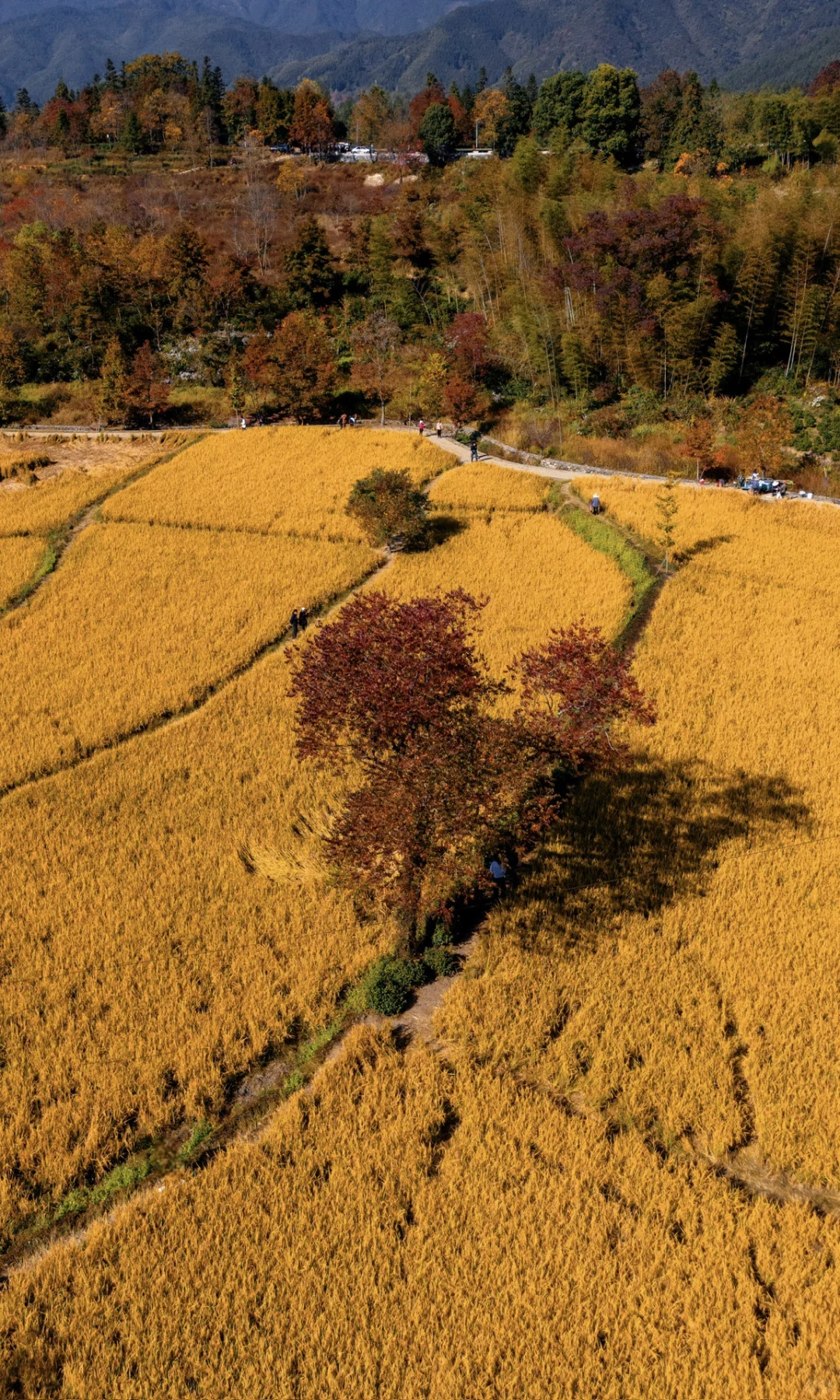 接下来的皖南，堪称秋色天花板