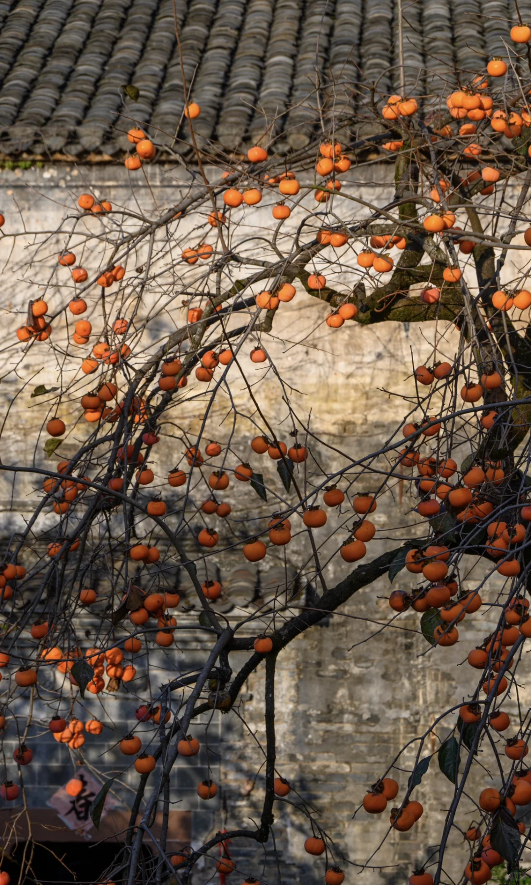 接下来的皖南，堪称秋色天花板