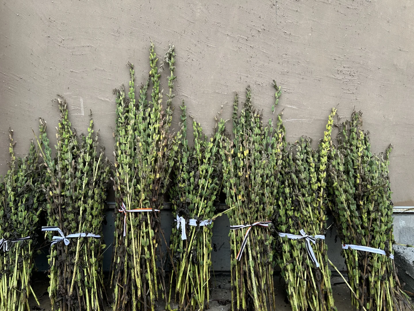 拍100个农村计划（13/100）