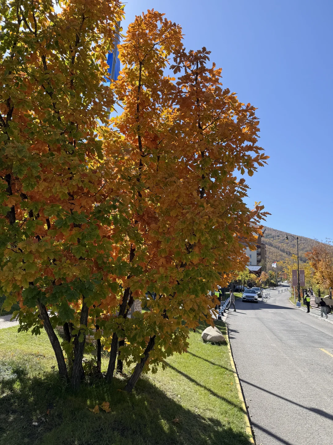 25.10.2崇礼秋景实时播报🍂真的可以冲了