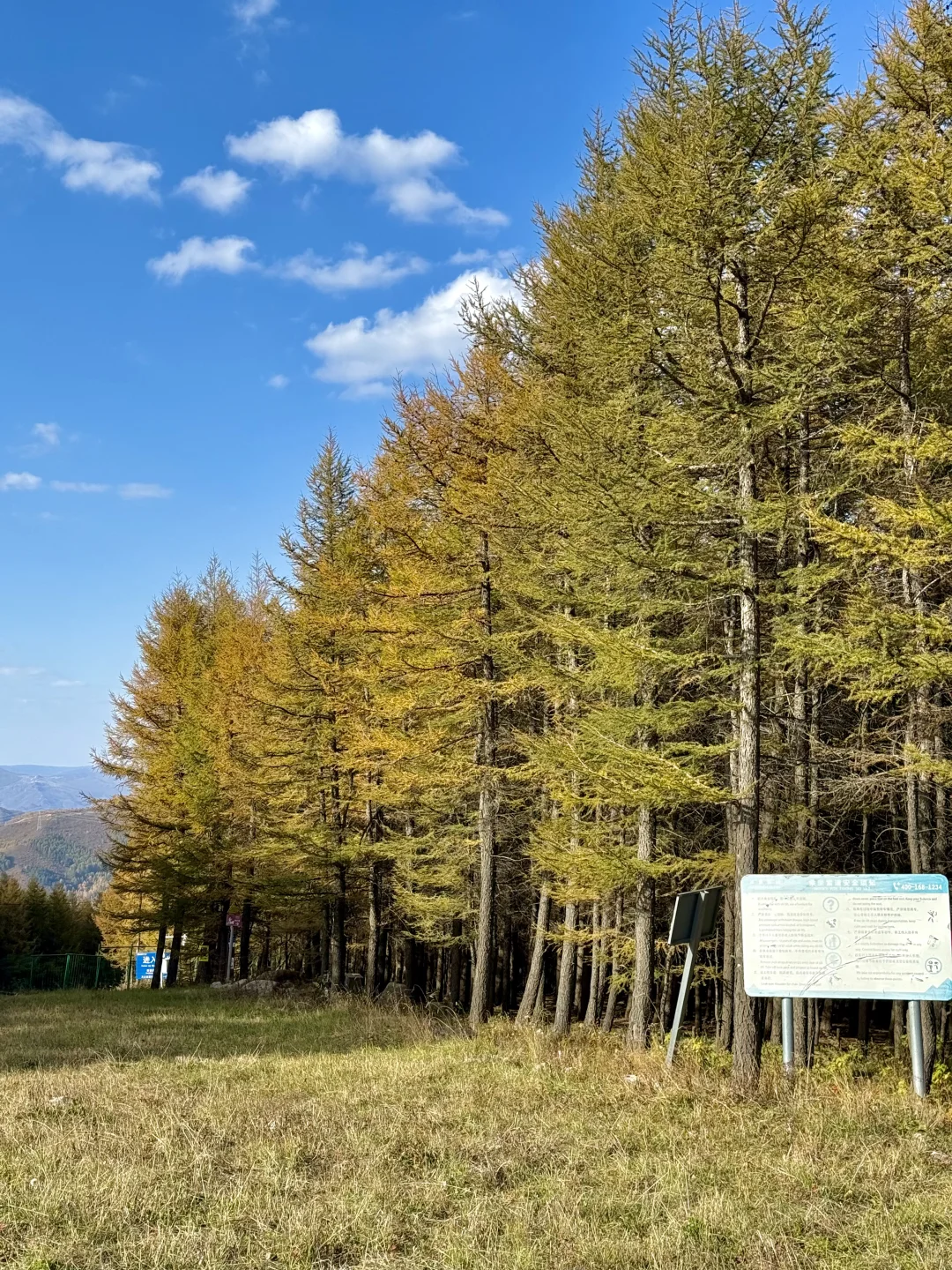 25.10.2崇礼秋景实时播报🍂真的可以冲了