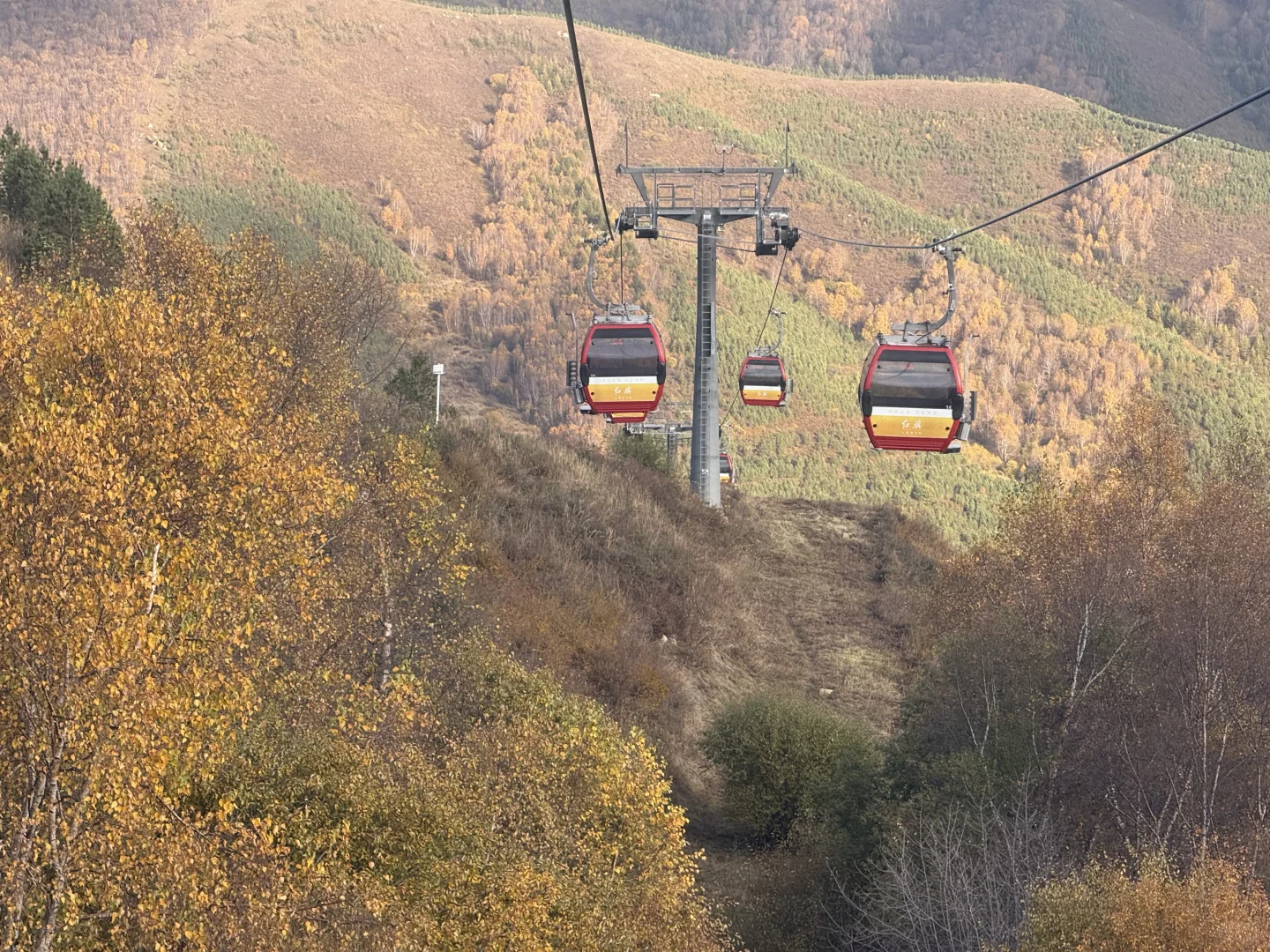25.10.2崇礼秋景实时播报🍂真的可以冲了