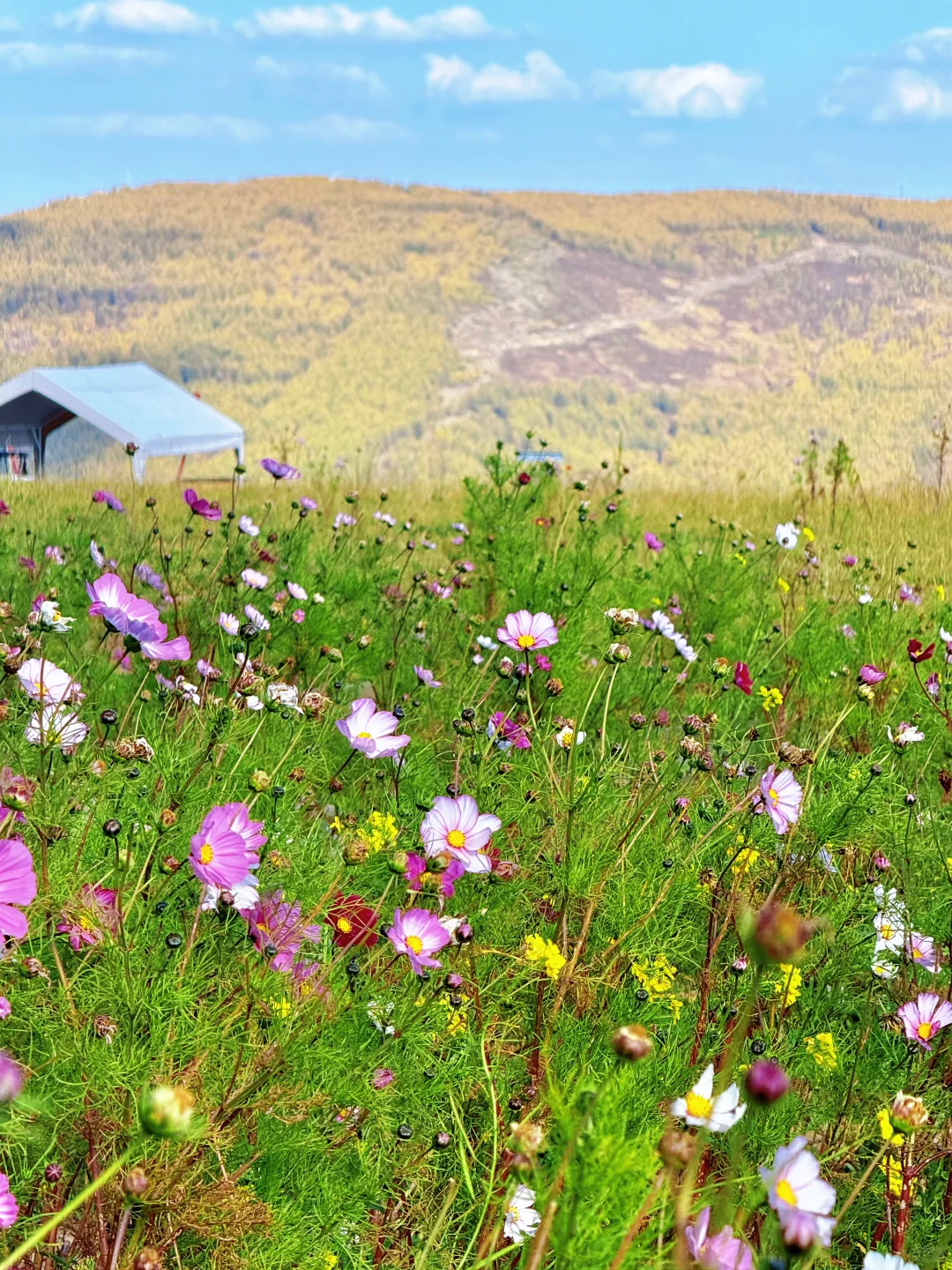 25.10.2崇礼秋景实时播报🍂真的可以冲了