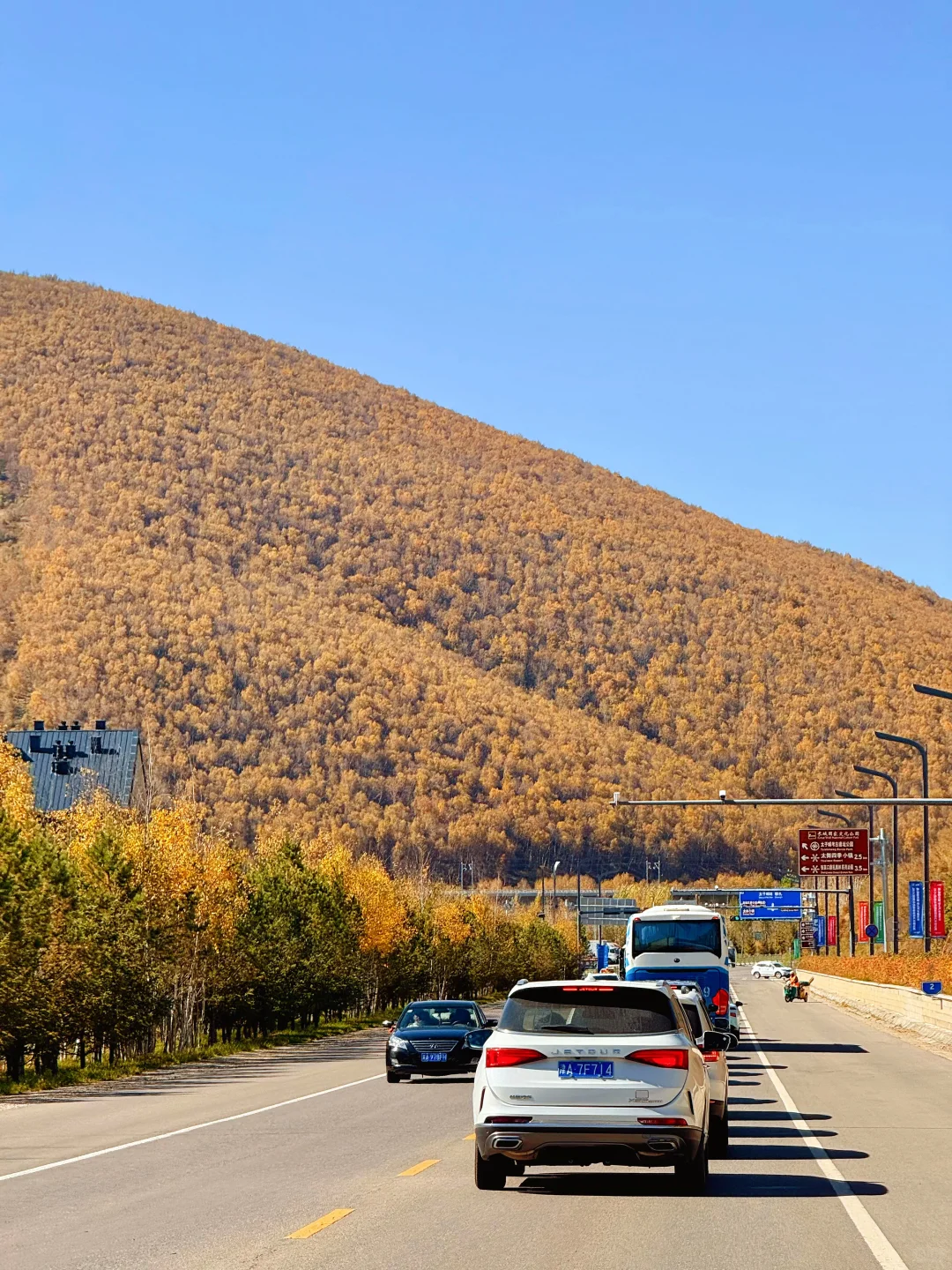 25.10.2崇礼秋景实时播报🍂真的可以冲了