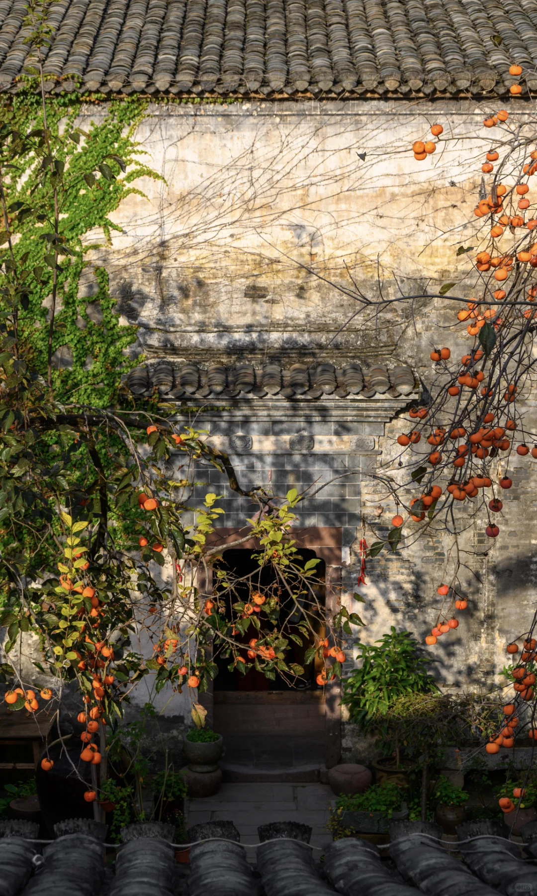 接下来的皖南,堪称秋色天花板