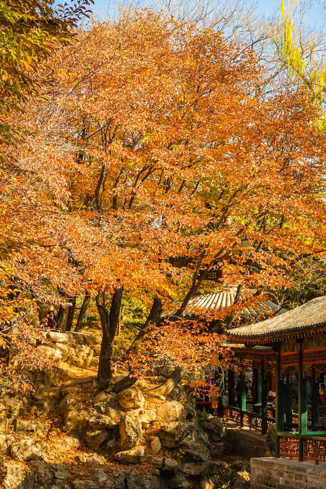 永远可以相信颐和园的审美🍂🍁