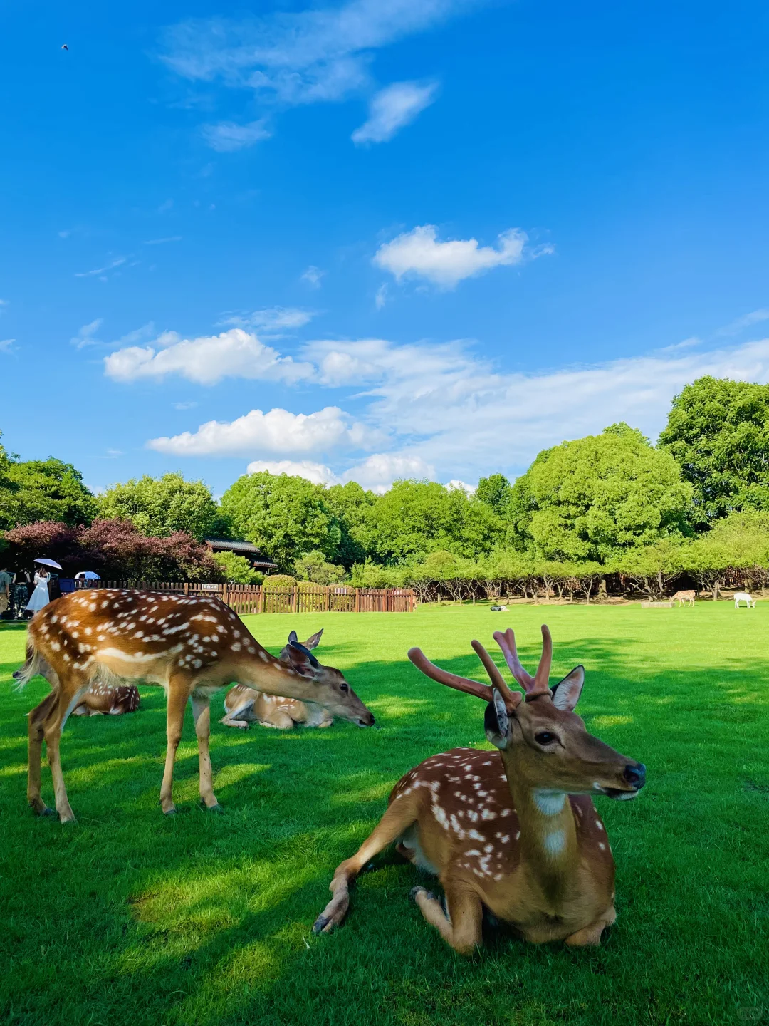 明孝陵免费得起早!(不花钱看鹿攻略)