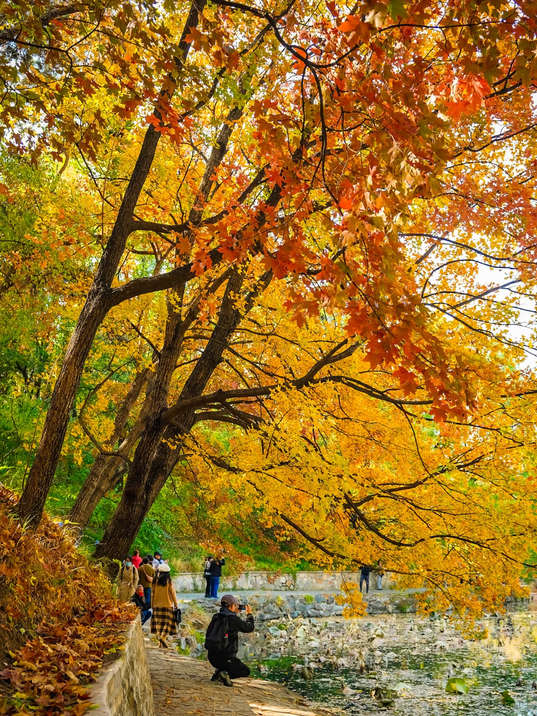 永远可以相信颐和园的审美🍂🍁