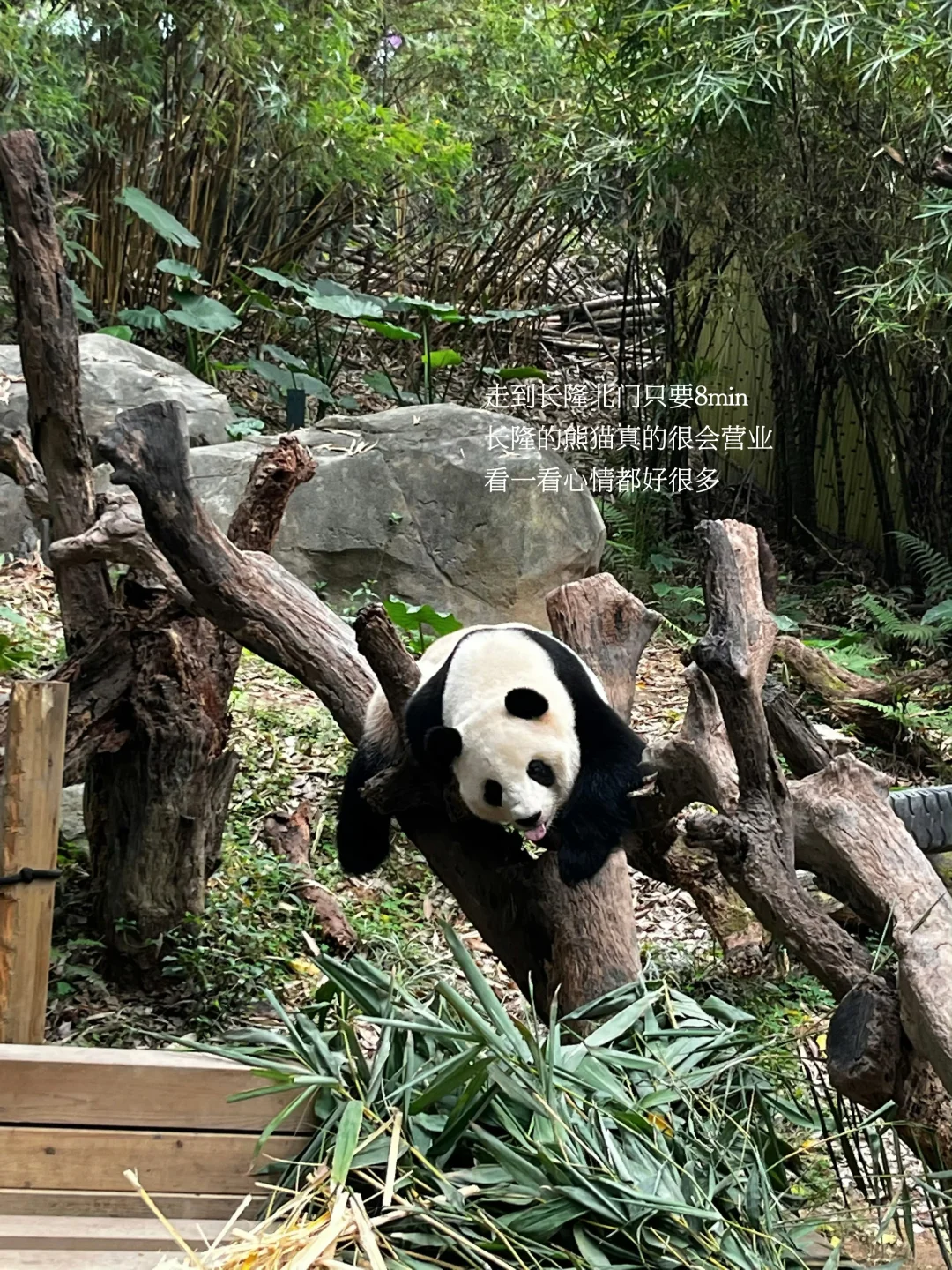 广州staycation|老广设计师的“部落绿洲”