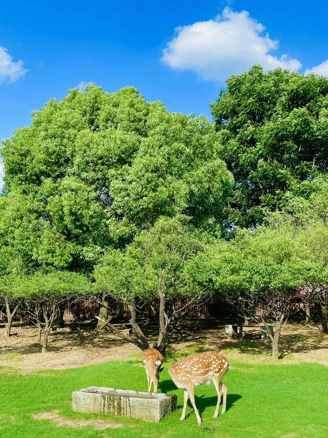 明孝陵免费得起早!(不花钱看鹿攻略)