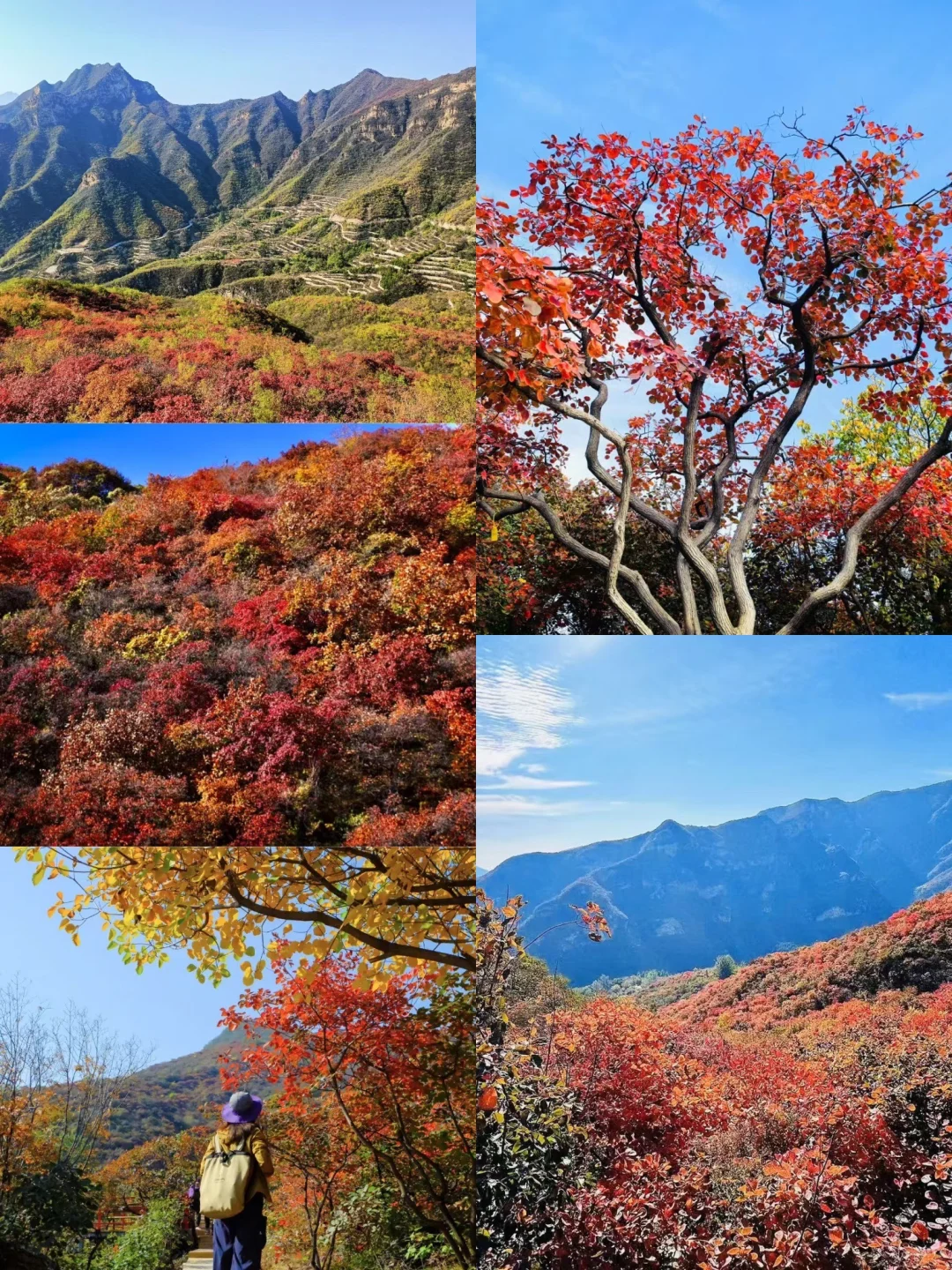 🔥北京红叶天花板！坡峰岭红叶攻略