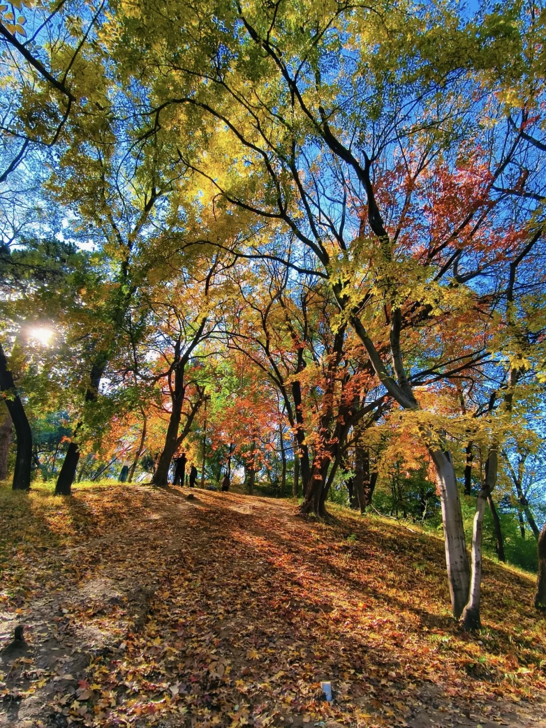 北京秋天必去9大景点|附省💰秘籍
