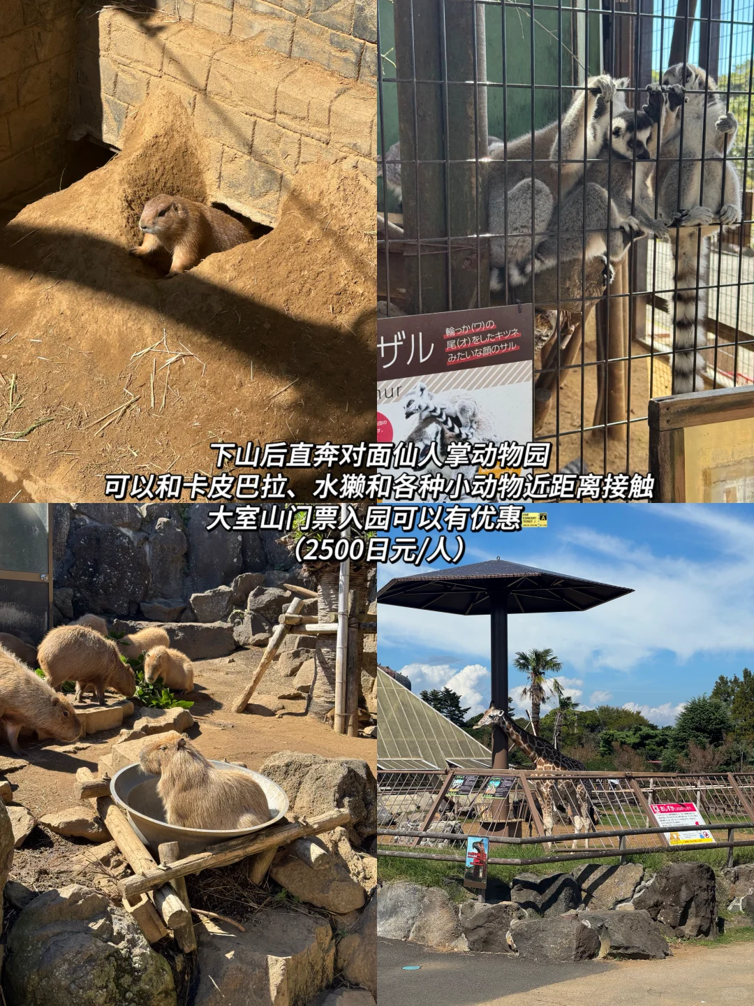 伊豆两天一夜旅游攻略⛰️日本的精髓都在乡下