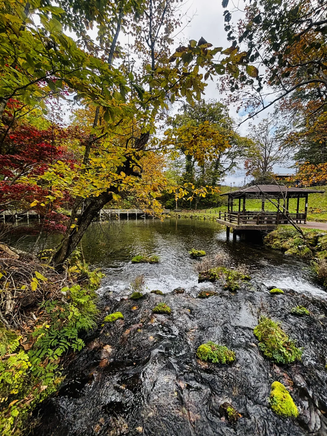 10.16日札幌周边带队赏枫！打卡超小众路线
